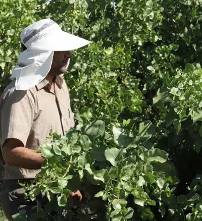 تغذیه علمی