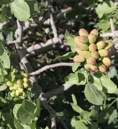 تغذیه علمی