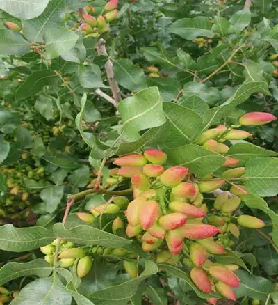 تغذیه علمی