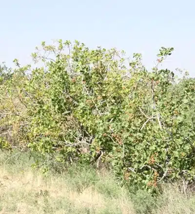 تغذیه سنتی