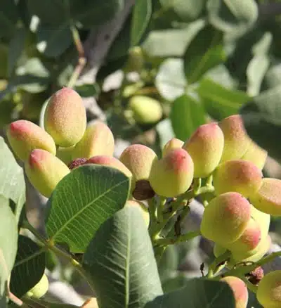 تغذیه سنتی