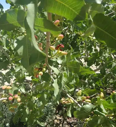 تغذیه سنتی