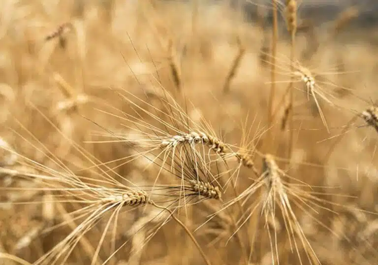 میزان خرید تضمینی گندم از ۲ میلیون تن گذشت