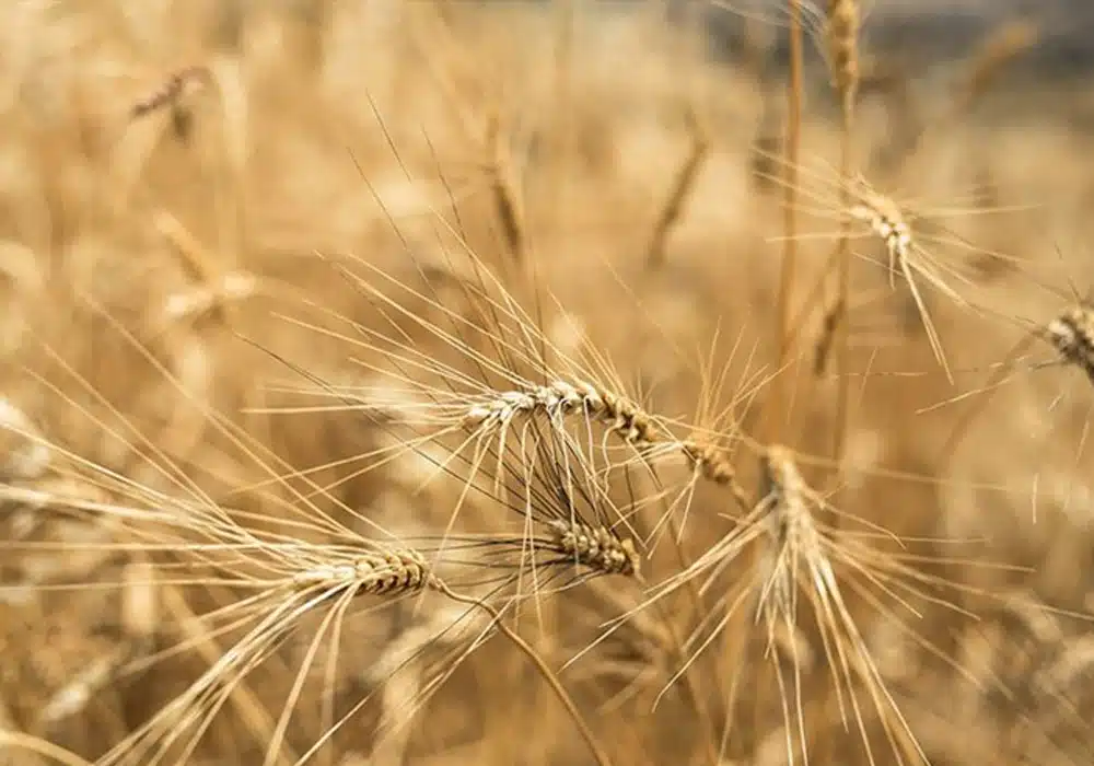میزان خرید تضمینی گندم از ۲ میلیون تن گذشت